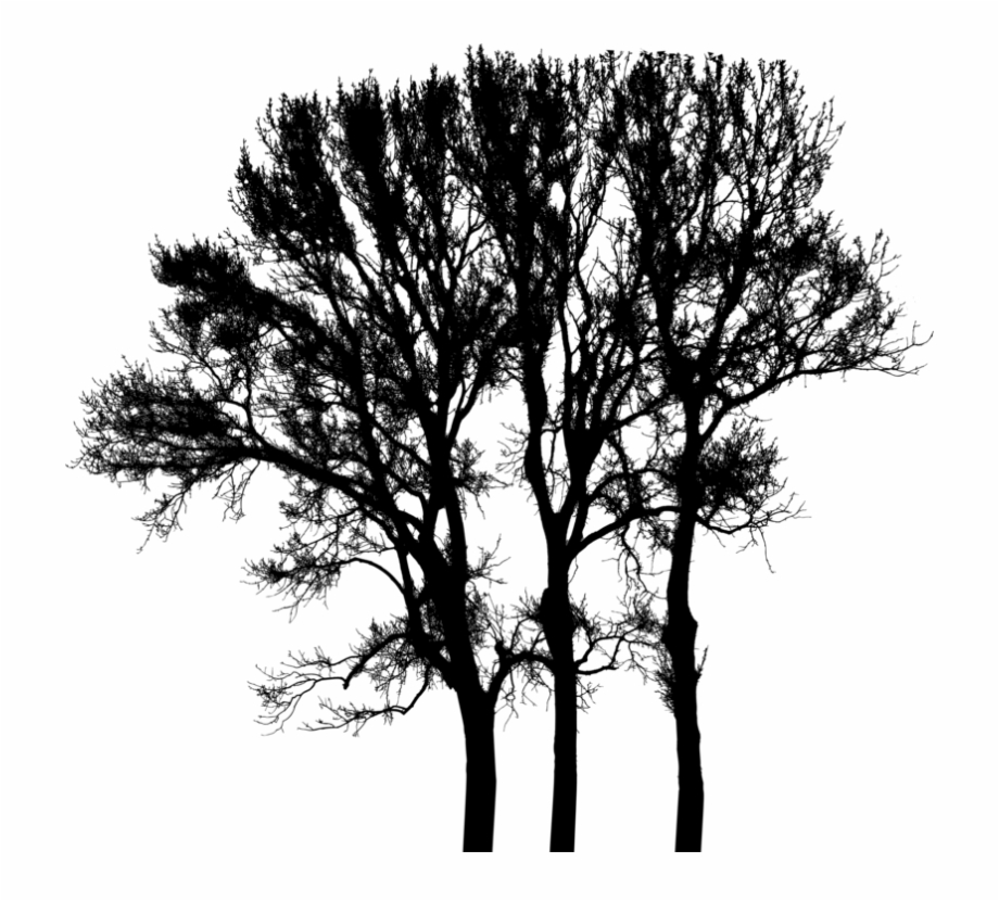 129-1293207_silhouette-black-white-oak (1)